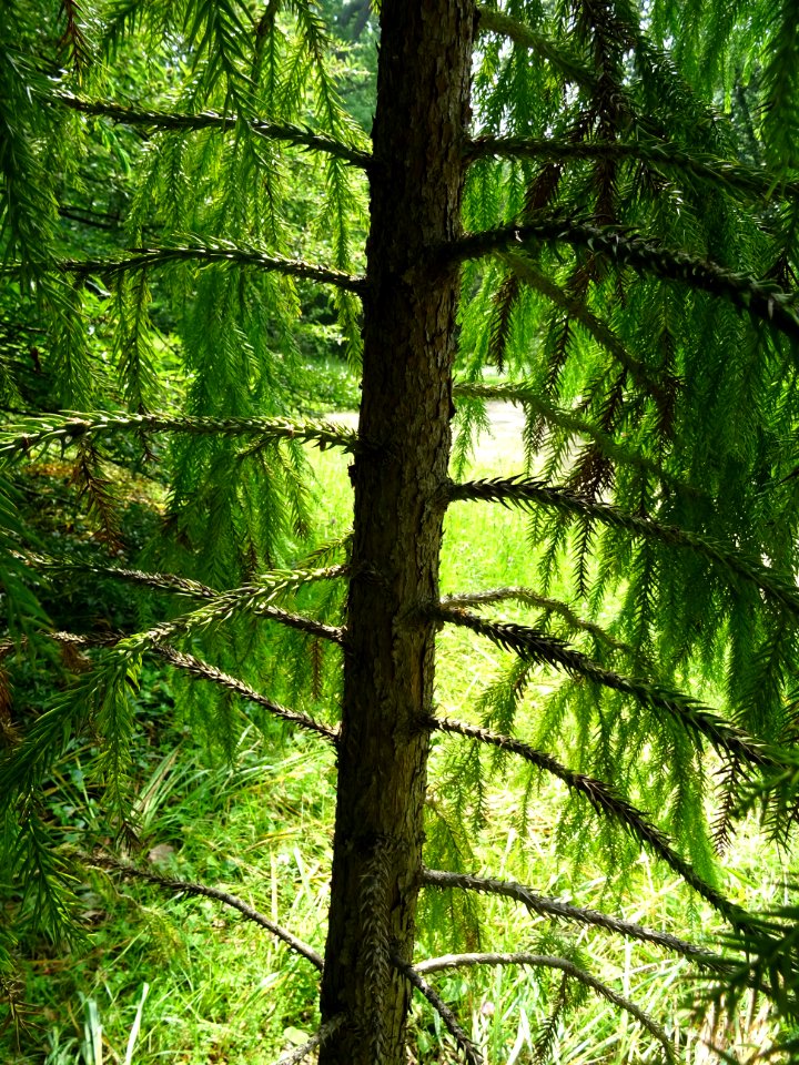 Tronc du Cryptoméria ou Cèdre du Japon, Cryptomeria japoni… 