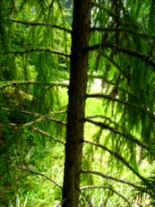 Tronc du Cryptoméria ou Cèdre du Japon, Cryptomeria japoni… 