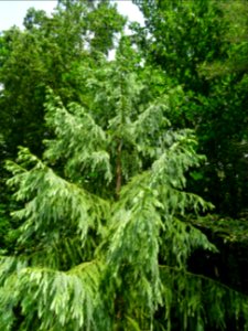Cryptoméria ou Cèdre du Japon, Cryptomeria japonica, Taxod… 