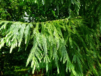 Rameau du Cryptoméria ou Cèdre du Japon, Cryptomeria japon… 
