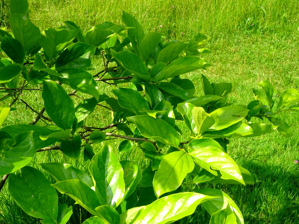 Feuilles du Plaqueminier, Diospyros kaki, Ebenacées 