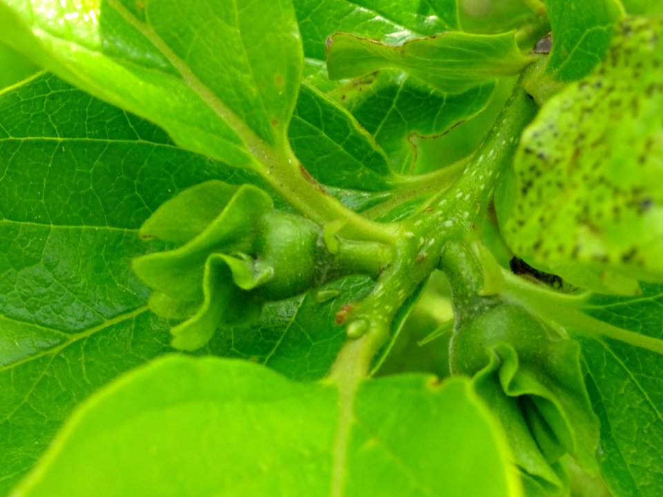 Fleur immature du Plaqueminier, Diospyros kaki, Ebenacées 