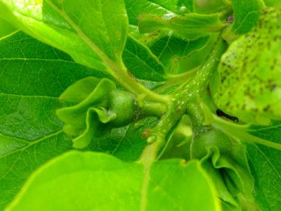 Fleur immature du Plaqueminier, Diospyros kaki, Ebenacées 