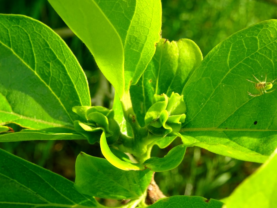 Une araignée verte, feuilles et fleurs immatures du Plaque… 