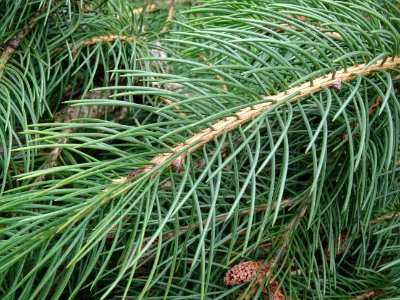 Aiguilles de l'Epicéa pleureur de l'Himalaya, Picea smithi… 
