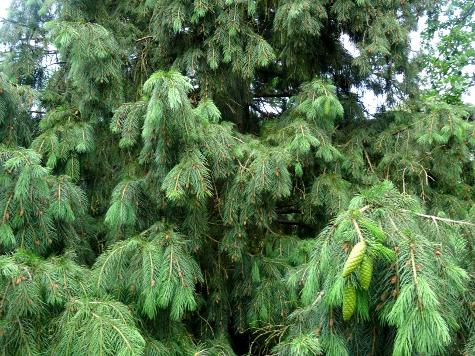 Epicéa pleureur de l'Himalaya, Picea smithiana, Pinacées 