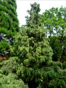 Epicéa pleureur de l'Himalaya, Picea smithiana, Pinacées 
