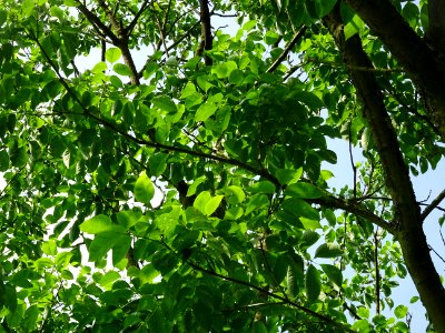 Feuilles de l'Evodia de Hou-pei ou arbre à miel, Evodia Hu… 