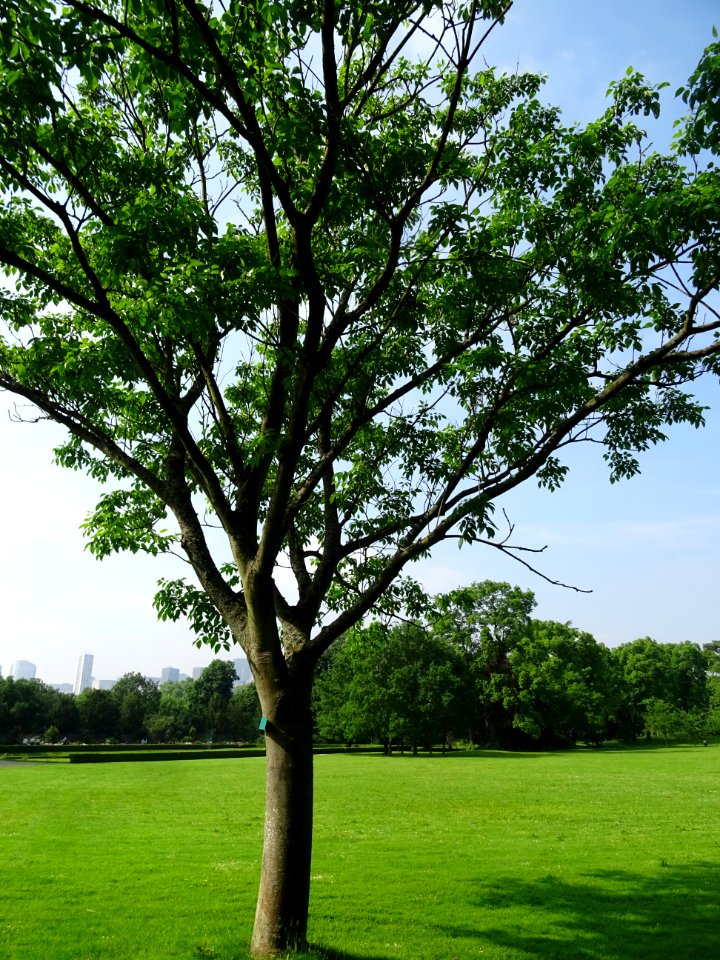Evodia de Hou-pei ou arbre à miel, Evodia Hupehensis, Ruta… 
