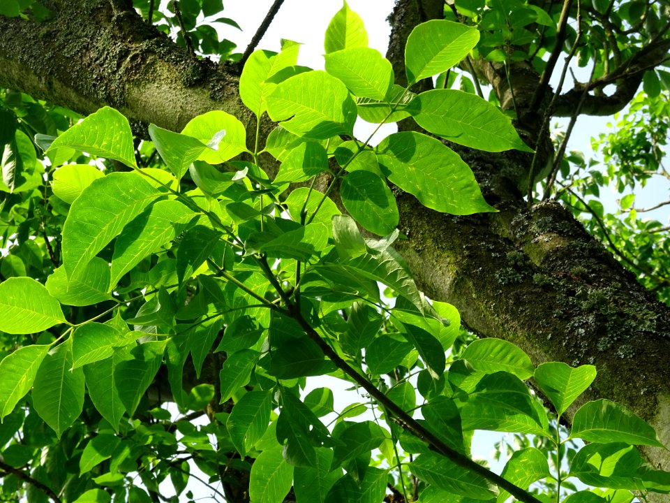 Feuilles de l'Evodia de Hou-pei ou arbre à miel, Evodia Hu… 