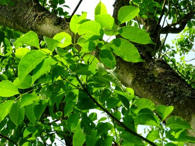 Feuilles de l'Evodia de Hou-pei ou arbre à miel, Evodia Hu… 