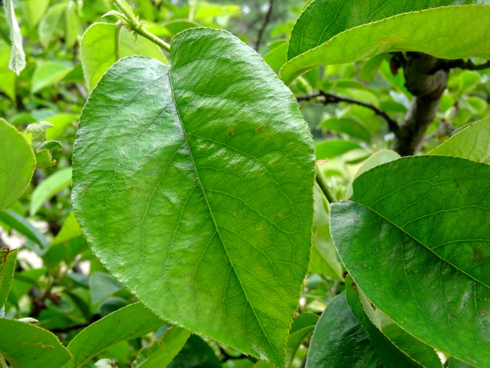Feuilles du Pommier sauvage, Malus sylvestris, Rosacées 