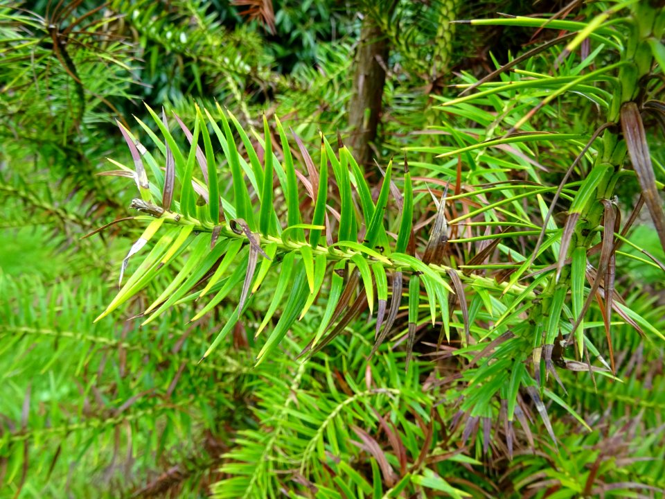 Jeunes branches de l'Araucaria élégant ou Sapin de Chine, … 