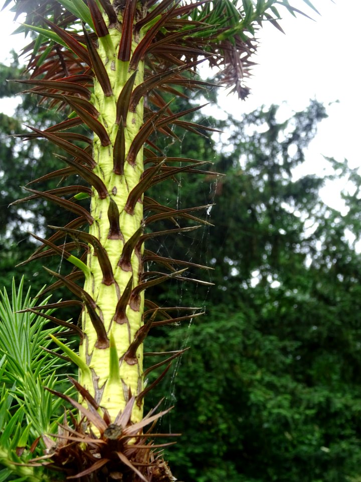 Jeunes branches de l'Araucaria élégant ou Sapin de Chine, … 