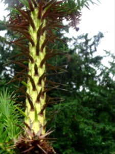 Jeunes branches de l'Araucaria élégant ou Sapin de Chine, … 
