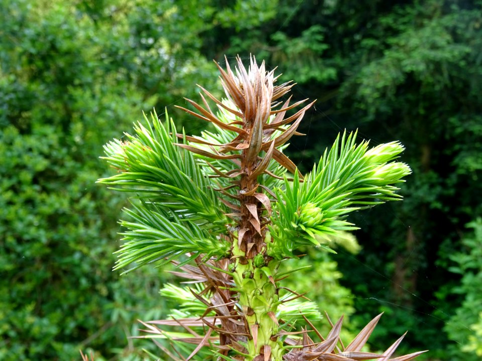 Jeunes branches de l'Araucaria élégant ou Sapin de Chine, … 