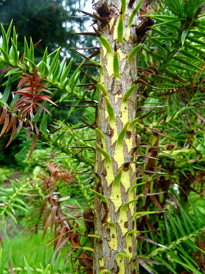 Jeunes branches de l'Araucaria élégant ou Sapin de Chine, … 