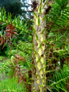 Jeunes branches de l'Araucaria élégant ou Sapin de Chine, … 