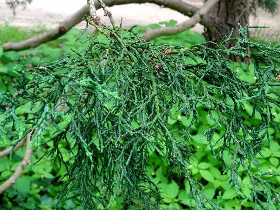Rameaux du Cyprès du Japon ou Hinoki faux-cyprès, Chamaecy… 