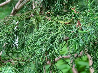 Rameaux du Cyprès du Japon ou Hinoki faux-cyprès, Chamaecy… 