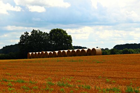 Harvest landscape summer