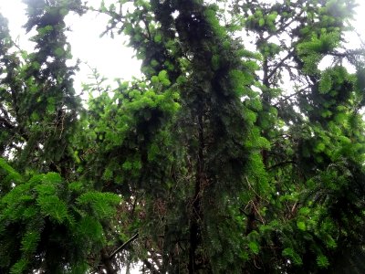 Rameaux pendants de l'Epicea commun 'aurea', Picea abies '… 