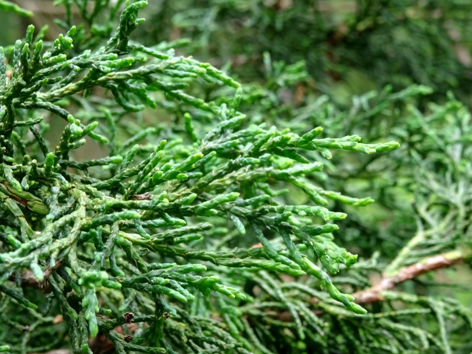 Rameaux du Cyprès du Japon ou Hinoki faux-cyprès, Chamaecy… 