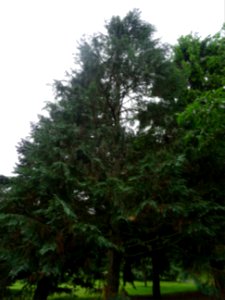 Cyprès de Lawson, Chamaecyparis lawsoniana, Cupressacées 