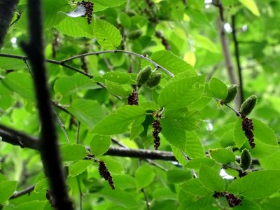 Fruits immatures vert pâle et châtons pendants du Charme-h… 