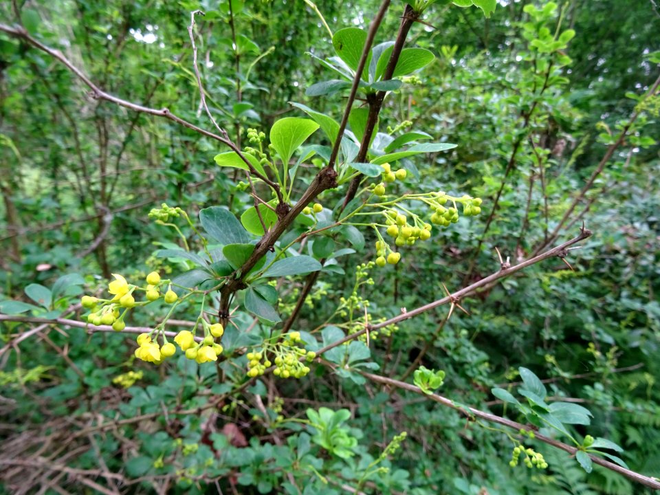 Rameaux piquants, feuilles et fleurs l'Epine-vinette, Berb… 