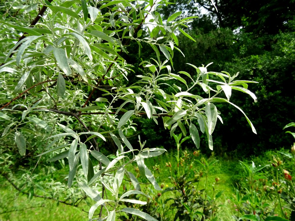 Feuilles de l'Olivier de Bohème, Elaeagnus angustifolia, E… 