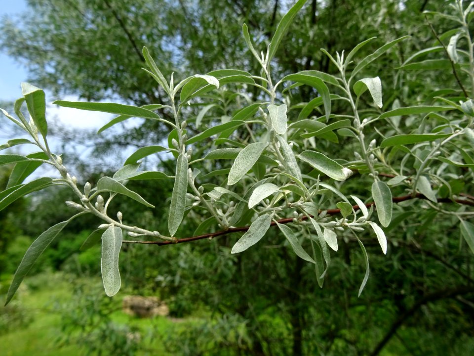 Feuilles de l'Olivier de Bohème, Elaeagnus angustifolia, E… 