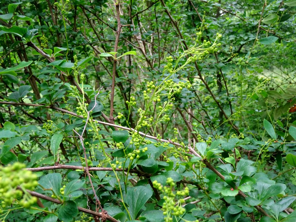 Rameaux piquants, feuilles et fleurs l'Epine-vinette, Berb… 