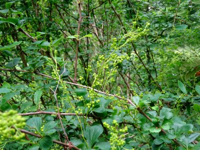 Rameaux piquants, feuilles et fleurs l'Epine-vinette, Berb… 