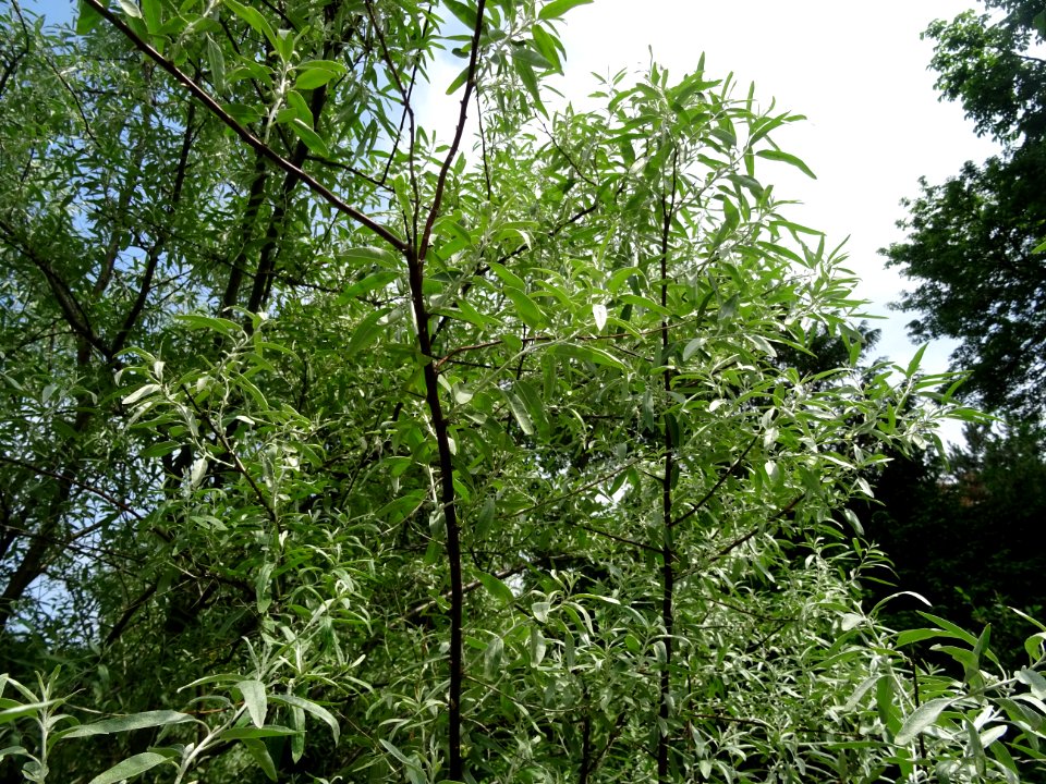 Feuilles de l'Olivier de Bohème, Elaeagnus angustifolia, E… 