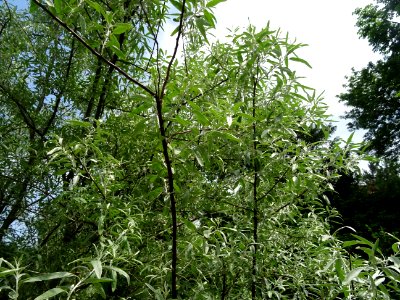 Feuilles de l'Olivier de Bohème, Elaeagnus angustifolia, E… 