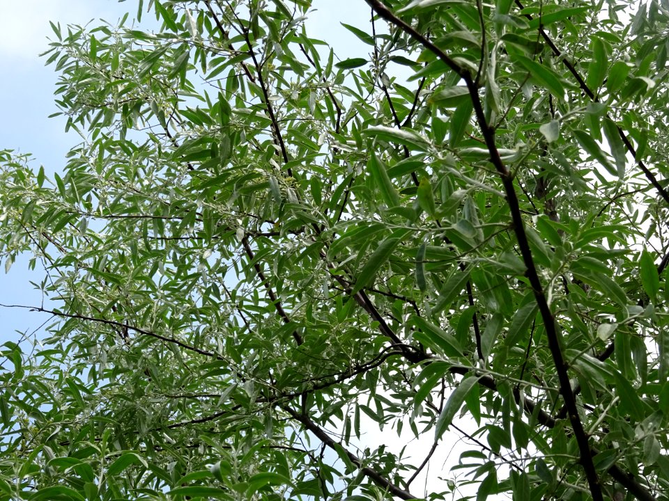 Feuilles de l'Olivier de Bohème, Elaeagnus angustifolia, E… 