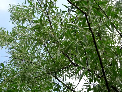 Feuilles de l'Olivier de Bohème, Elaeagnus angustifolia, E… 