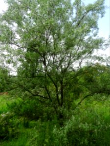 Olivier de Bohème, Elaeagnus angustifolia, Eléagnacées 
