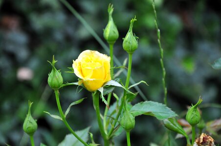 Flower rose flower plant