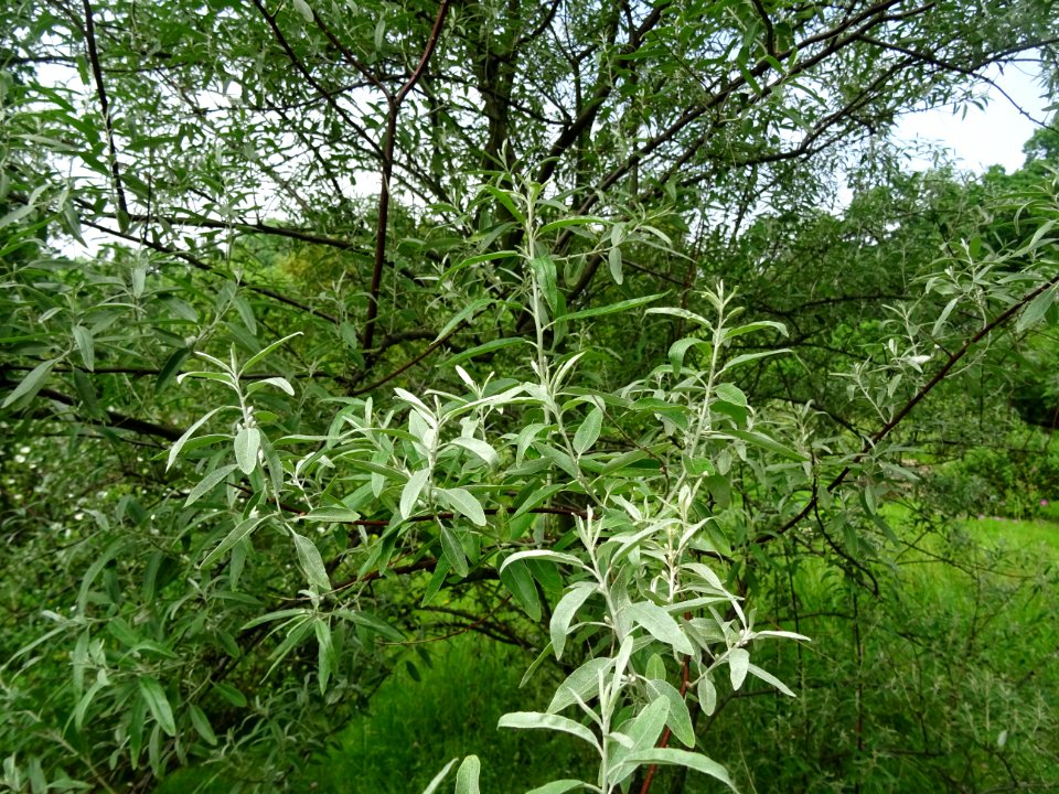 Feuilles de l'Olivier de Bohème, Elaeagnus angustifolia, E… 