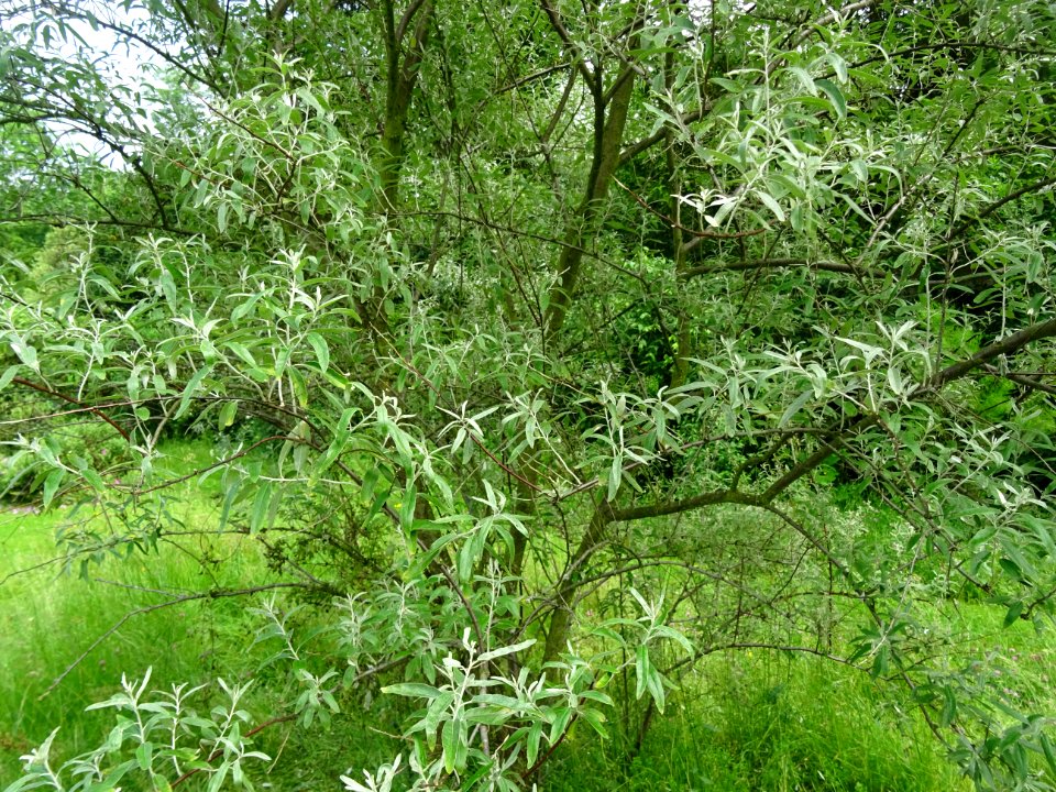 Feuilles de l'Olivier de Bohème, Elaeagnus angustifolia, E… 