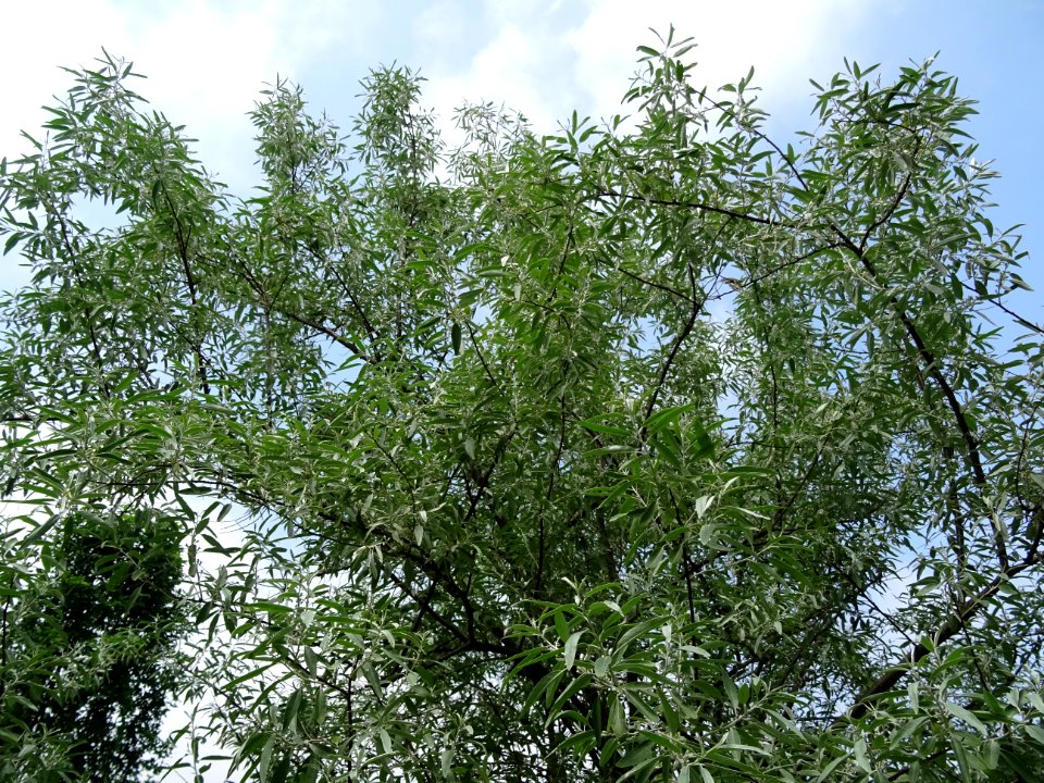 Feuilles de l'Olivier de Bohème, Elaeagnus angustifolia, E… 