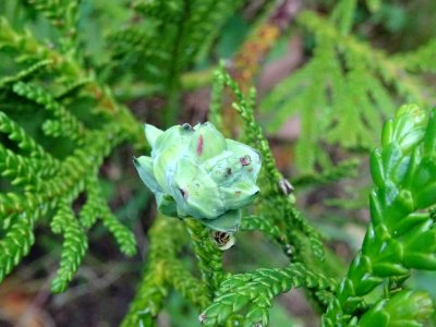 Cône juvénile ( inflorescence femelle) du Cyprès de Lawson… 