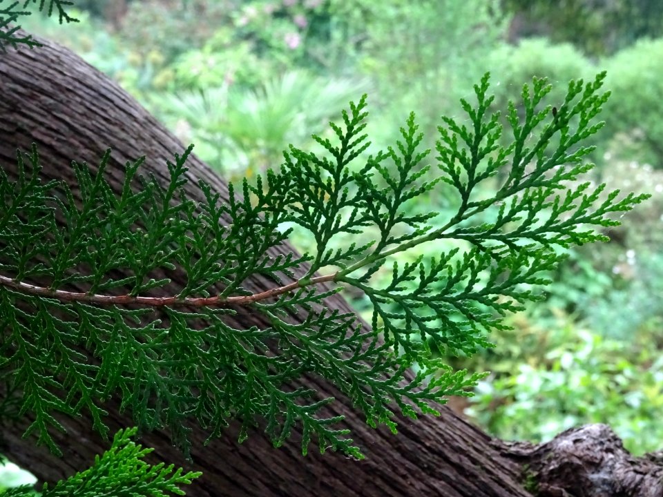 Rameau du Cyprès de Lawson, Chamaecyparis lawsoniana, Cupr… 