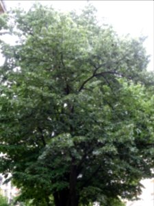 Tilleul argenté ou Tilleul de Hongrie, Tilia tomentosa, Ti… 