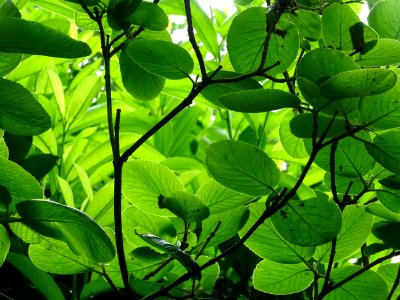 Viorne lantane ou Viorne mancienne ou Cochène, Viburnum la… 