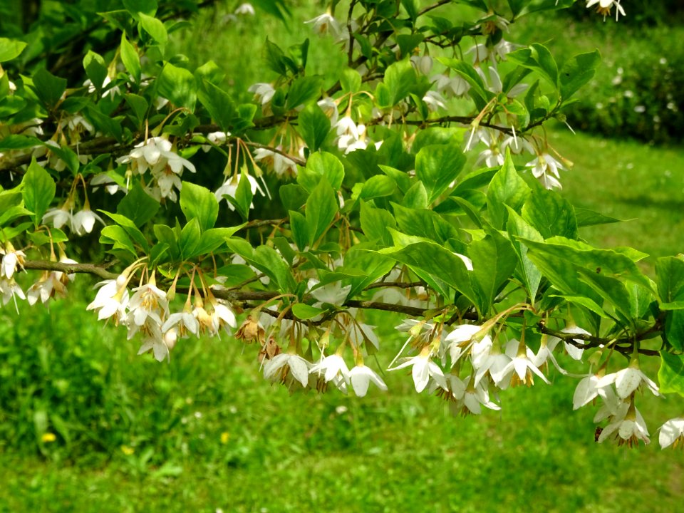 Aliboufier, Styrax officinalis, Styracacées 