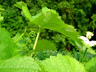 Feuilles et fruits immatures de la Vigne cultivée, Vitis v… 