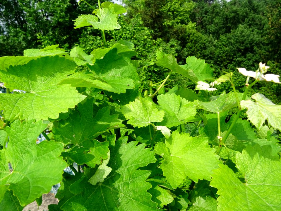 Feuilles et fruits immatures de la Vigne cultivée, Vitis v… 